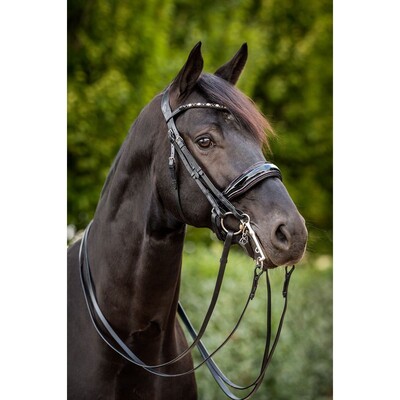 HB Stang & Trenshoofdstel Showtime Special For You