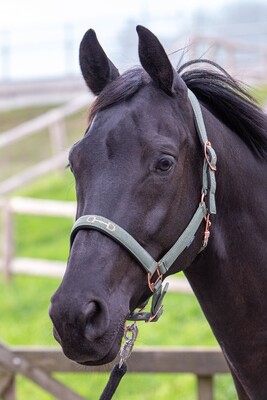 Harry's Horse Halster Bit