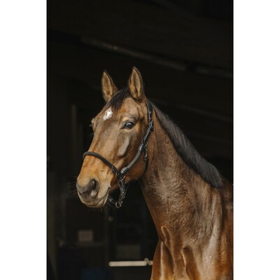 Norton Pro Lederen Rope Halster