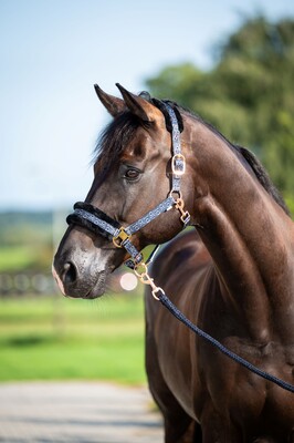 HB Showtime Halster-set Pioneer