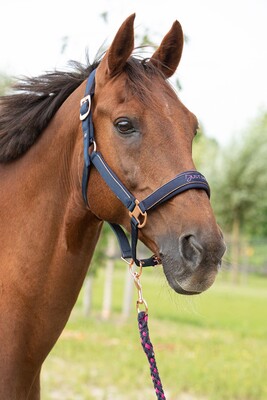 Harry's Horse Halsterset Just Ride NightSky