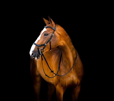 Horseware Micklem 2 Deluxe Competition hoofdstel