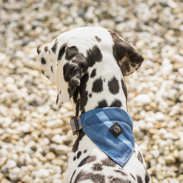 QHP Hondenhalsband met bandana collection