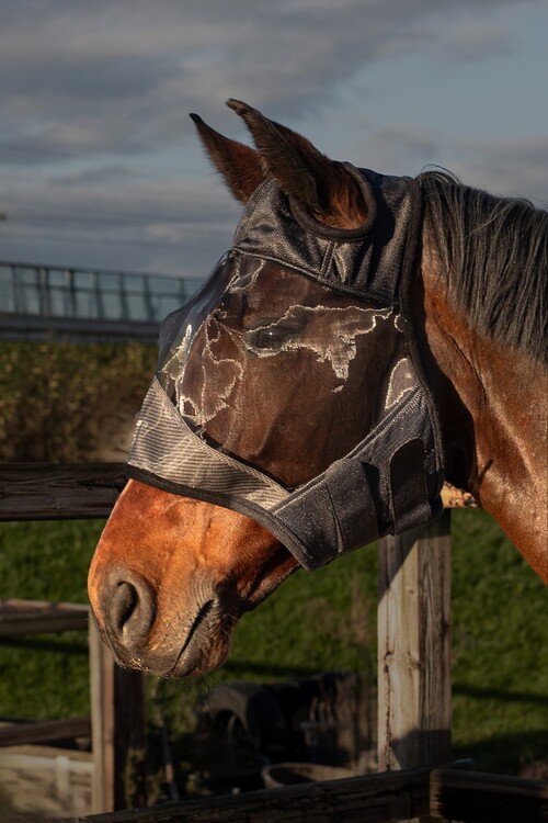 Harry's Horse Vliegenmasker Flyshield zonder oren, bamboo-lining
