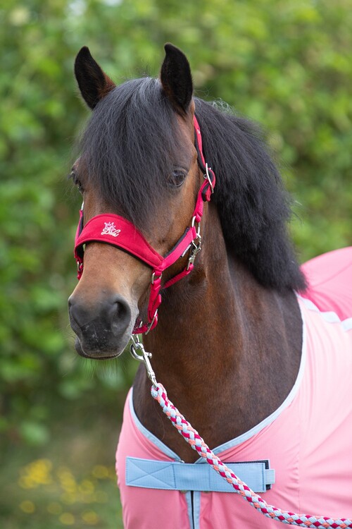 Harry's Horse Halsterset Diva Stella