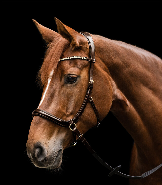 Waldhausen X-Line Bitloos hoofdstel Sensation