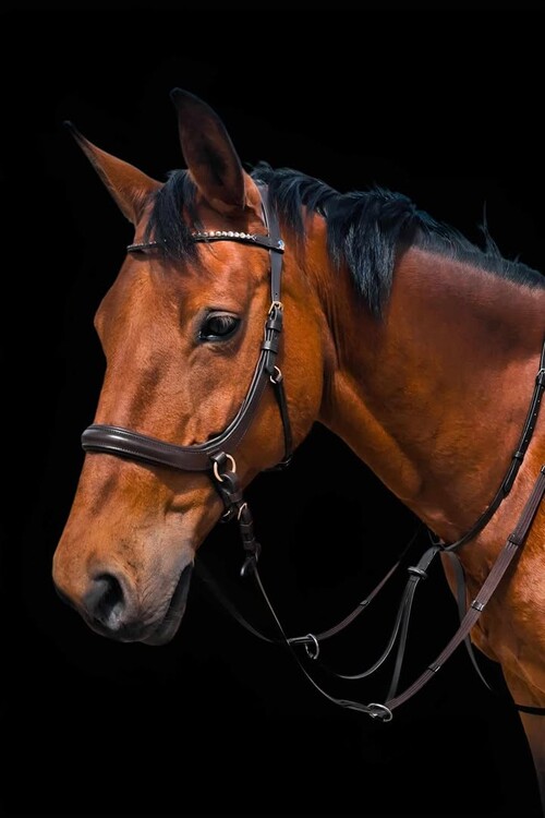 Waldhausen X-Line Bitloos hoofdstel Sensation