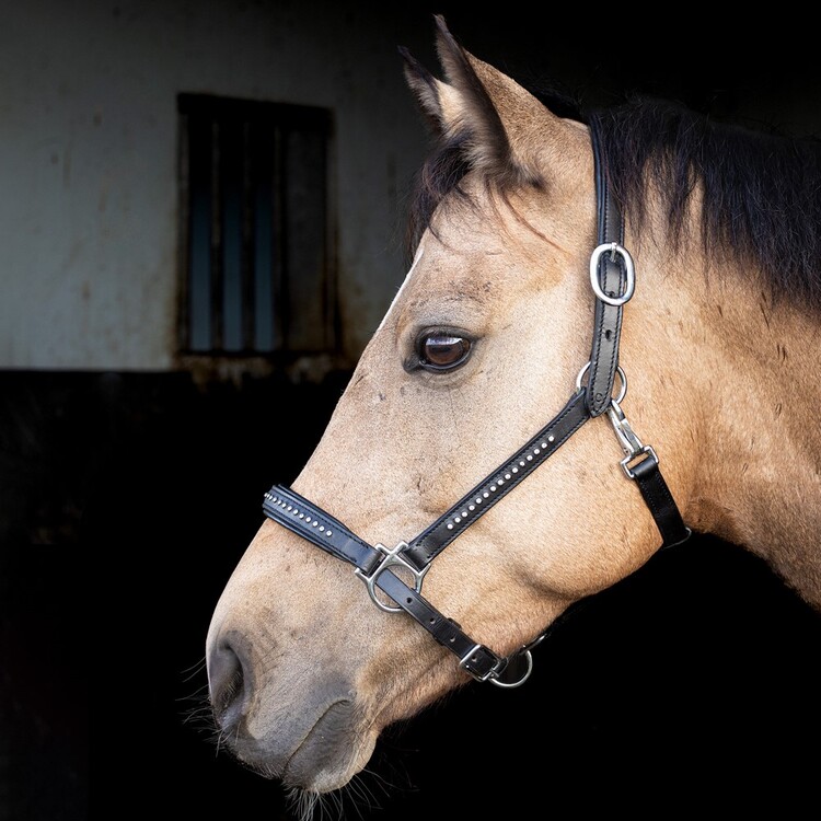 Harry's Horse Halster Leder Finesse Crystal