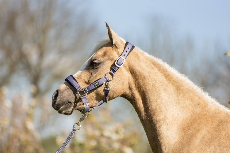 BR Mini Horse halster met touw