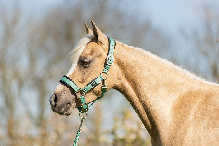 BR Mini Horse halster met touw