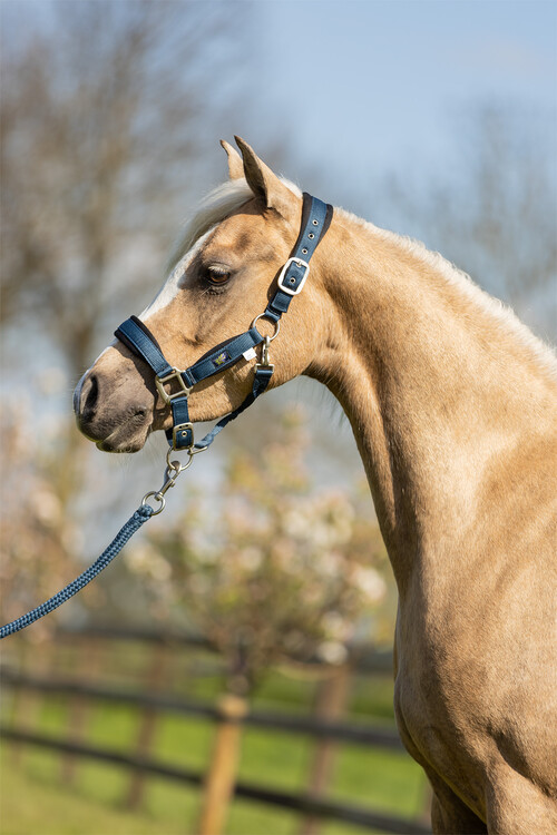 BR Mini Horse halster met touw