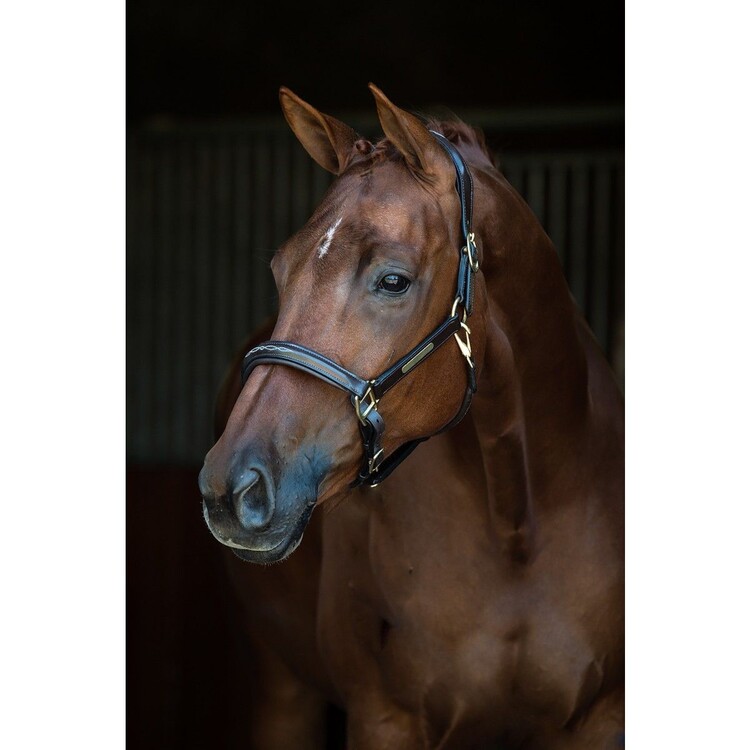 HB Showtime Lederen halster Horse name