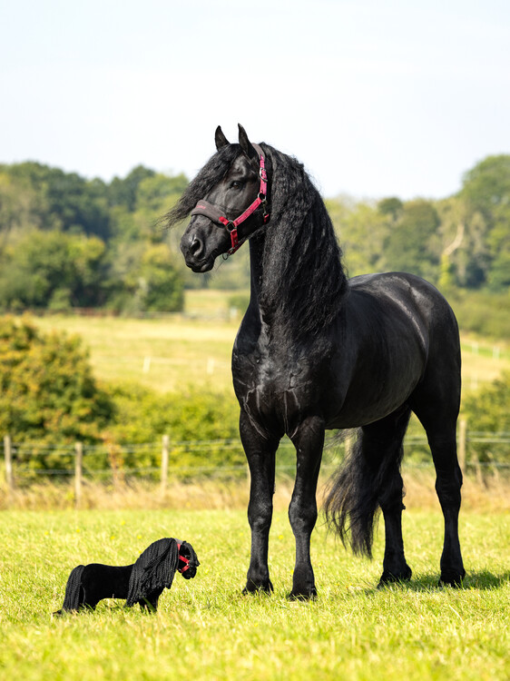 LeMieux Toy Pony Spike 