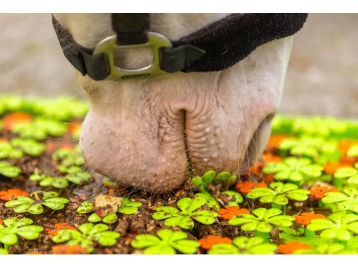 Excellent Horse Snuffle Mat
