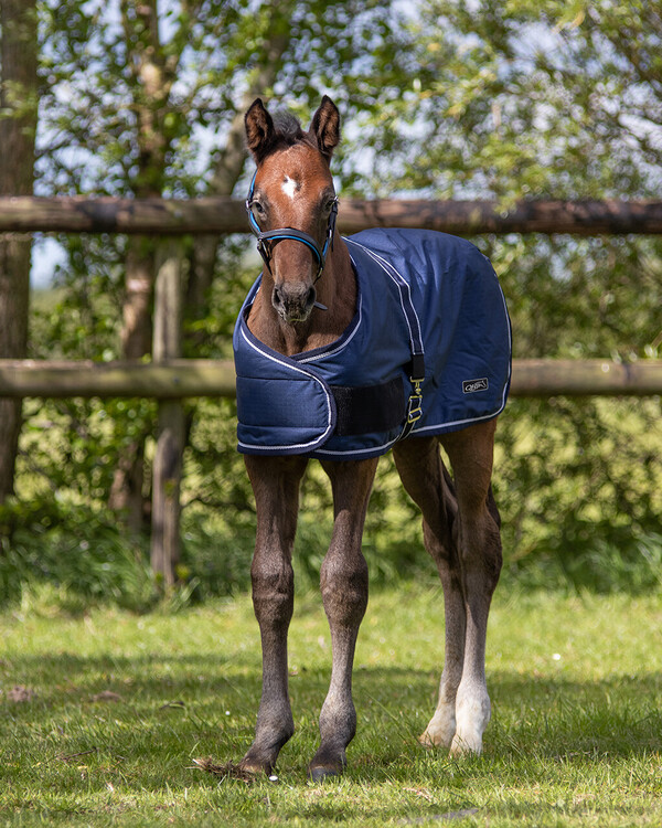 QHP Veulendeken turnout 100gr