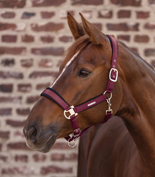 Waldhausen Halster Breath