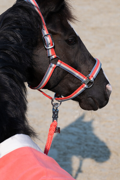 Eskadron Halster Double Pin | Classic Sports