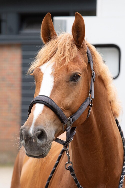 Harry's Horse Halsterset Satin Denici Cavalli