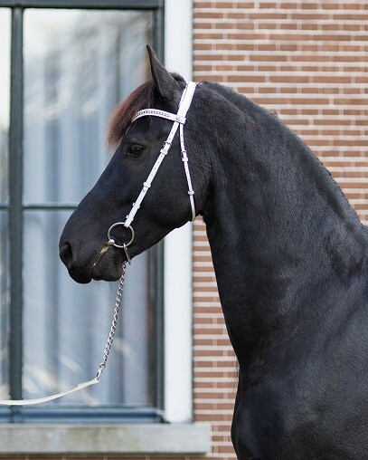 QHP Voorbreng hoofdstel Luxe
