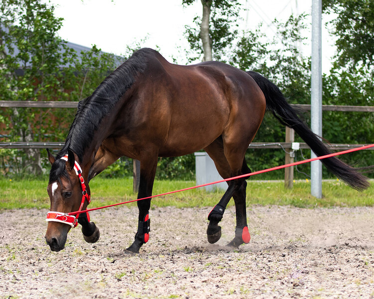 QHP Longeerlijn Soft
