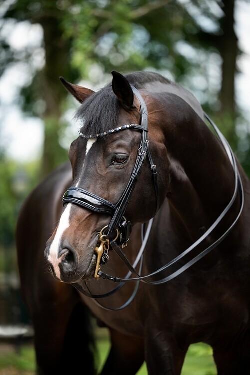 HB Stang & Trenshoofdstel Showtime Special For You