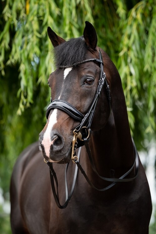 HB Stang & Trenshoofdstel Showtime Special For You