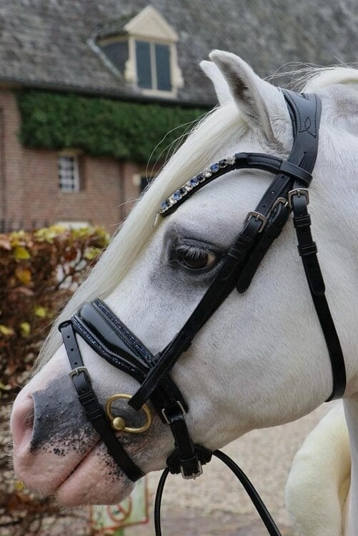HB Hoofdstel Showtime Special A-pony