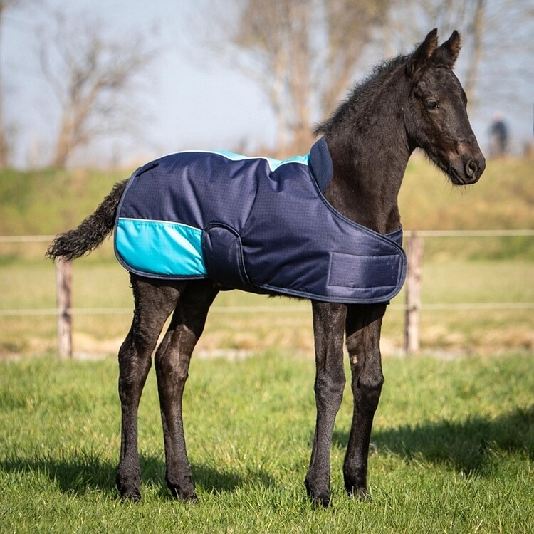 Harry's Horse Veulendeken Two Tone