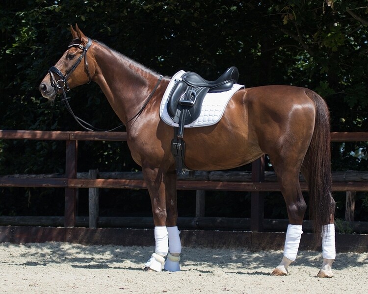 QHP Zadeldek Florence