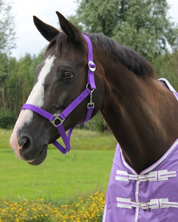 QHP Halster Basic met schuif
