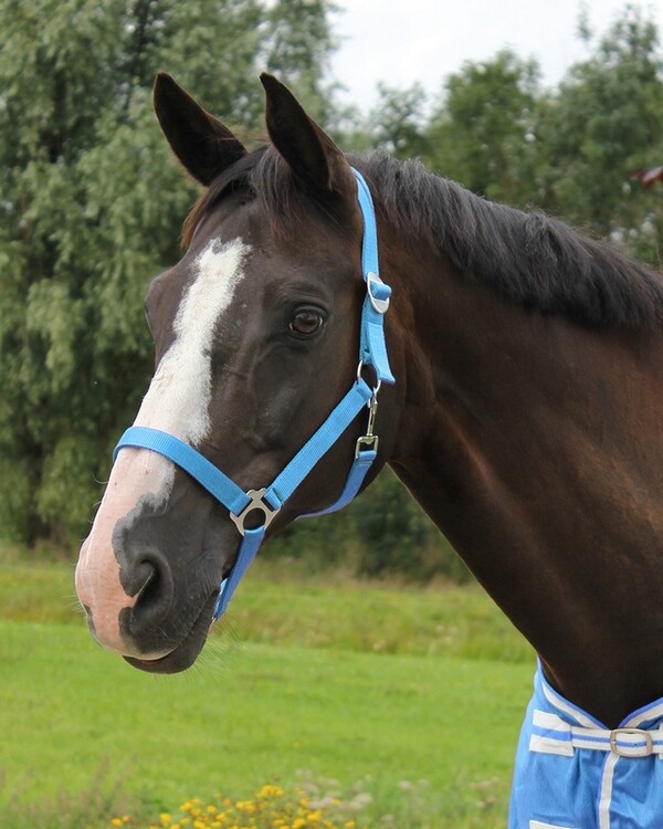 QHP Halster Basic met schuif
