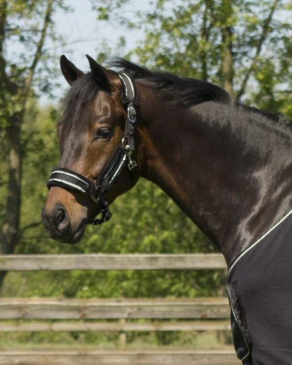 QHP Halsterset Dolci