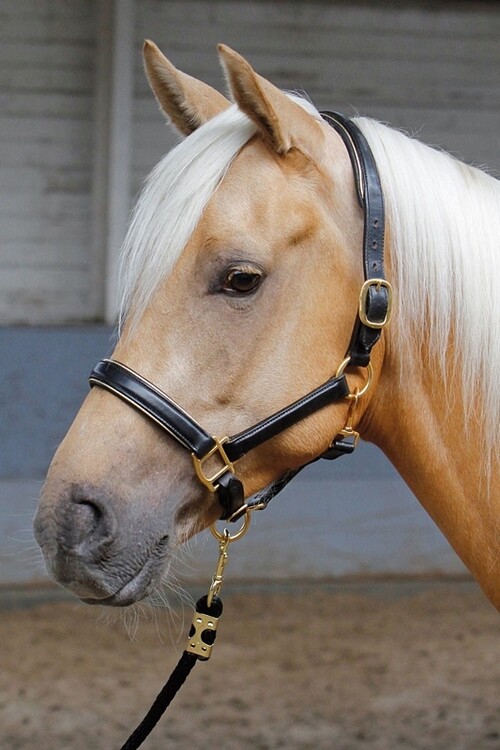 Harry's Horse Halster leder met bies