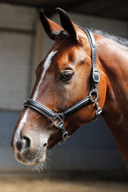 Harry's Horse Halster leder met bies