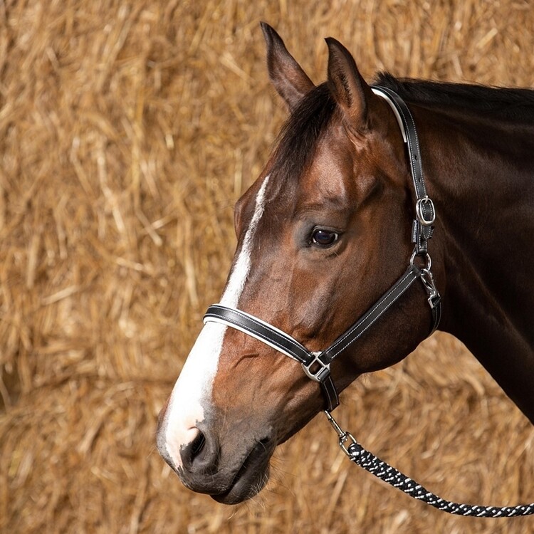 Harry's Horse Halster leder Elegance