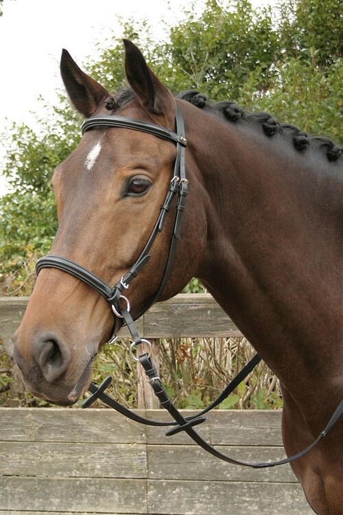 Harry's Horse Bitloos Hoofdstel Kaakgekruist
