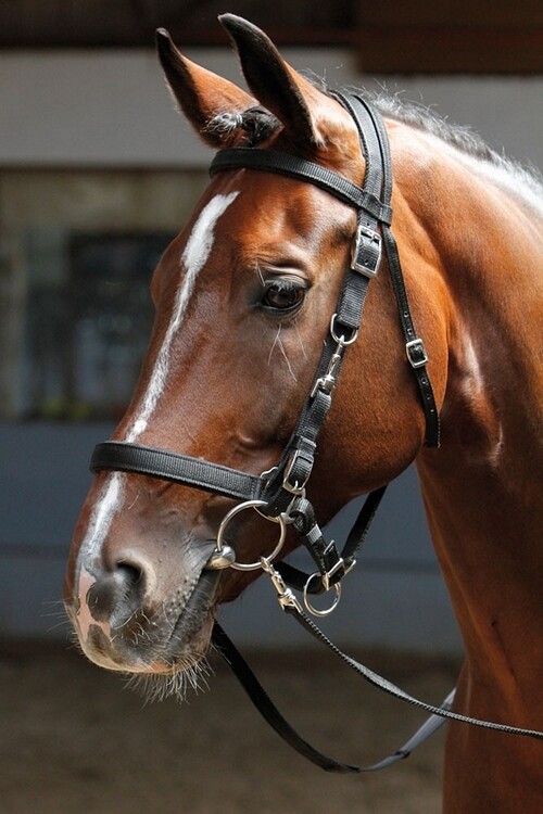 Harry's Horse Hoofdstel/Halster