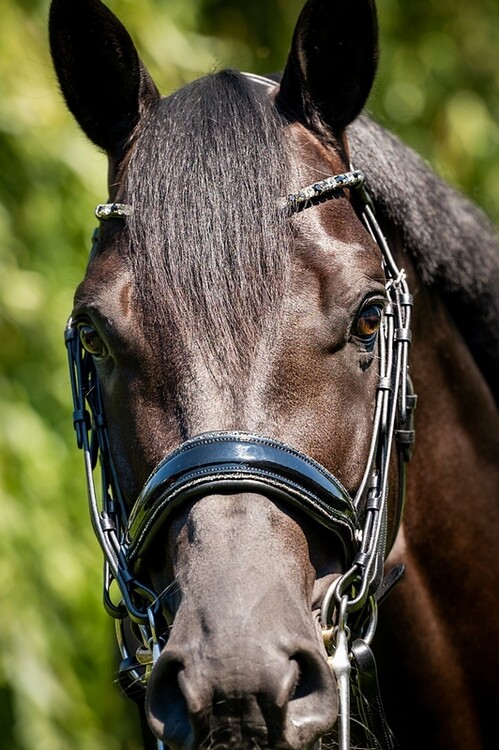 HB Stang & Trenshoofdstel Showtime Special For You