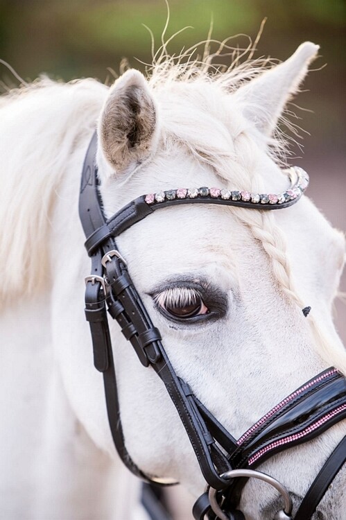 HB Hoofdstel Showtime Special A-pony