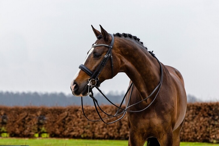 Trust Stang & trens hoofdstel Wellington