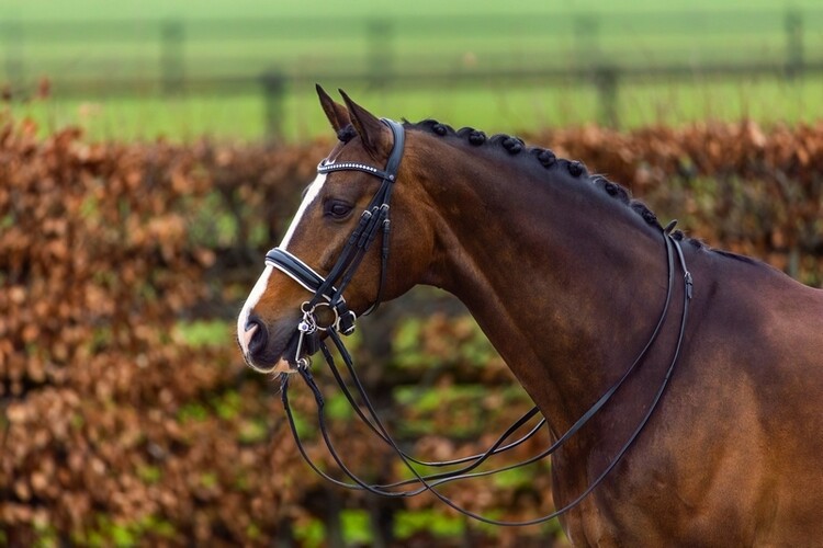 Trust Stang & trens hoofdstel Aachen