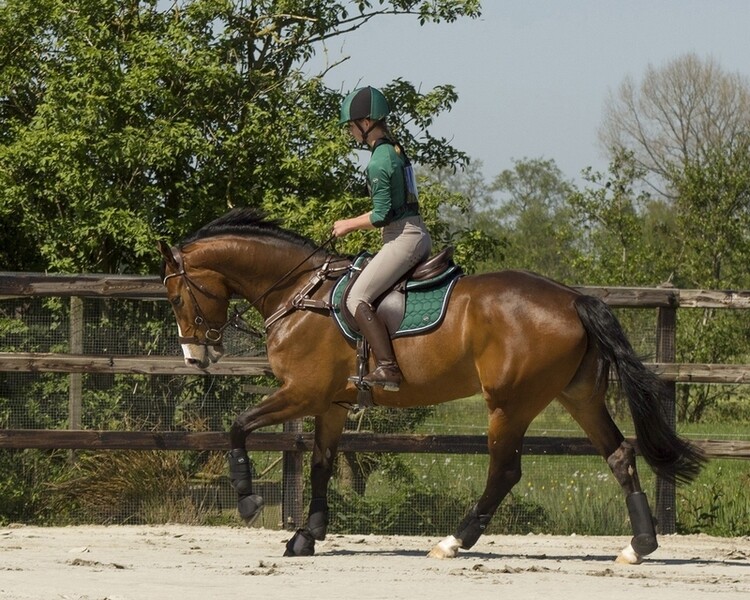QHP Springschoenen Technical
