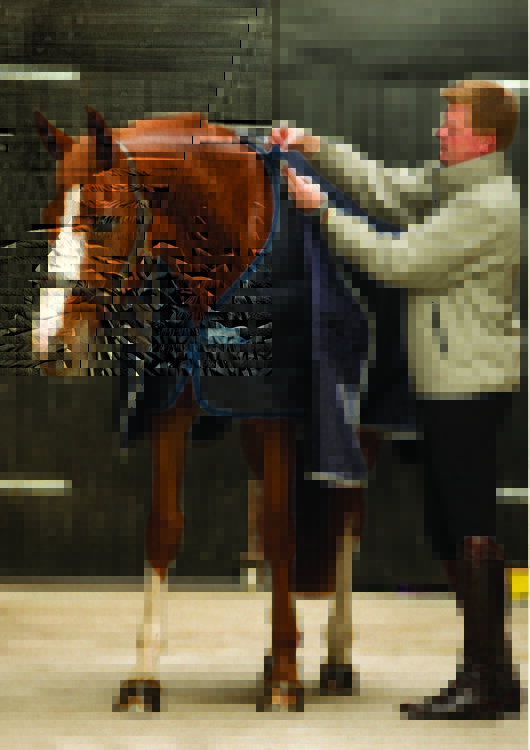 Horseware Liner 300grs