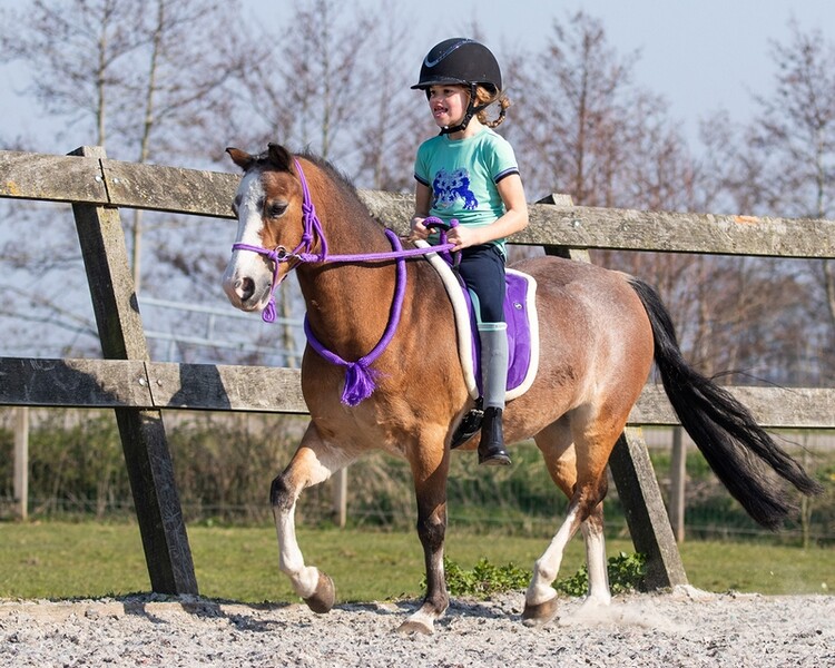 QHP Bareback pad