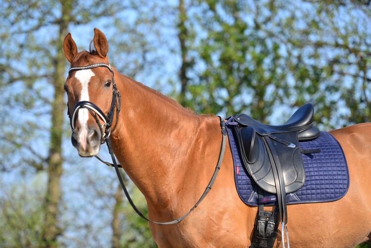 LeMieux Zadeldek Luxery Suede Dressage Square