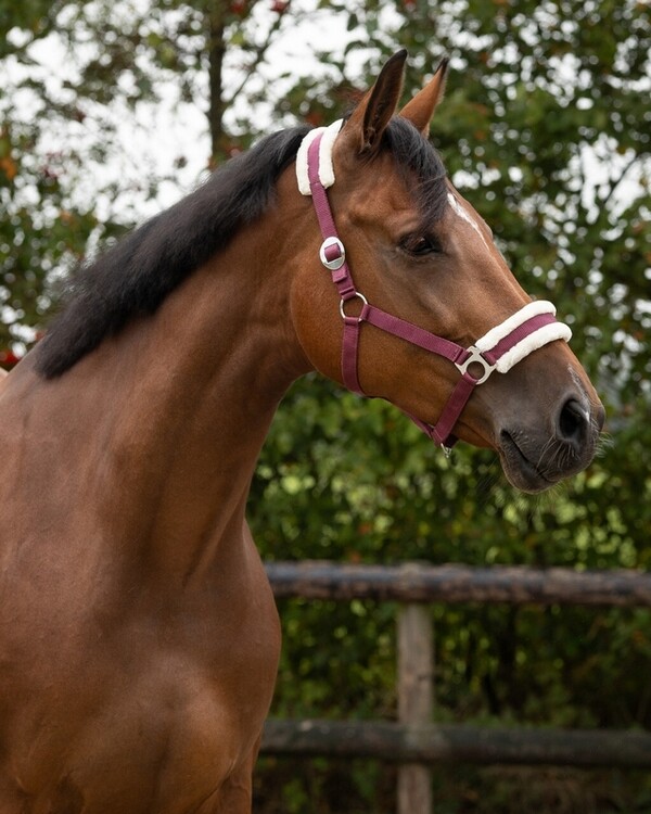QHP Halster Cali
