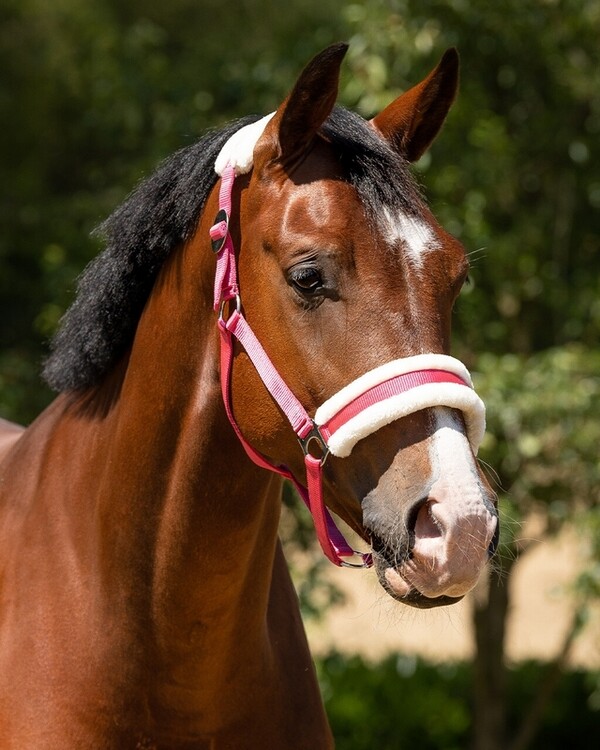 QHP Halster Cali