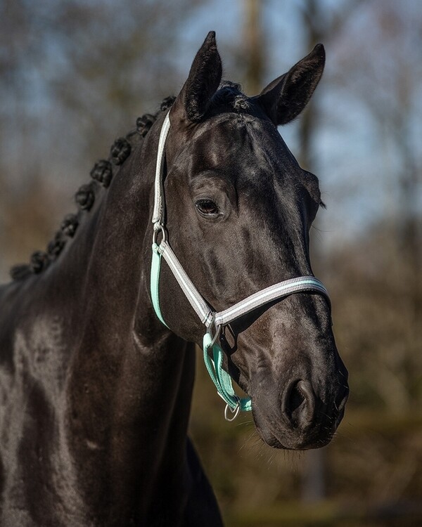QHP Halster Flore