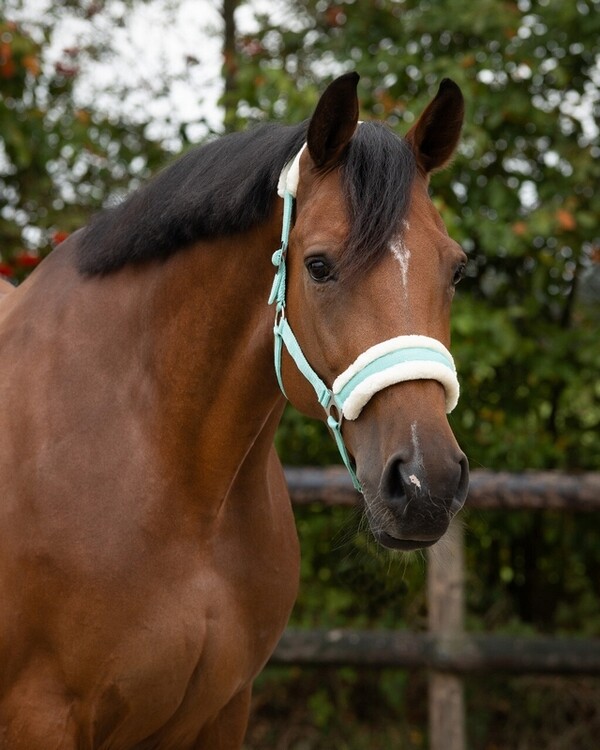 QHP Halster Cali