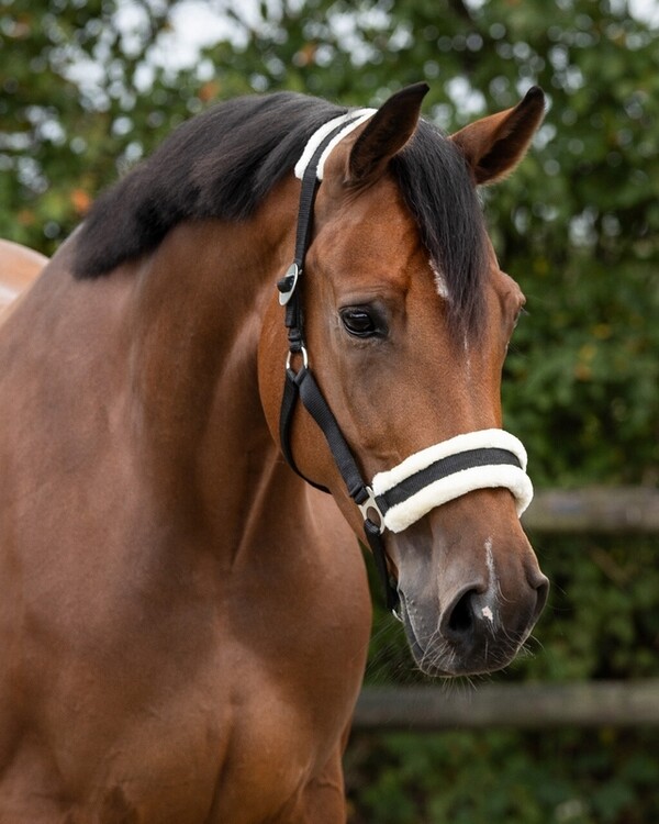 QHP Halster Cali